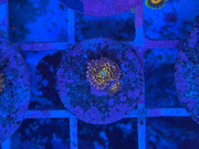Acid Trip Zoathids