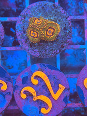 Ass Krack Zoanthids Per Polyp