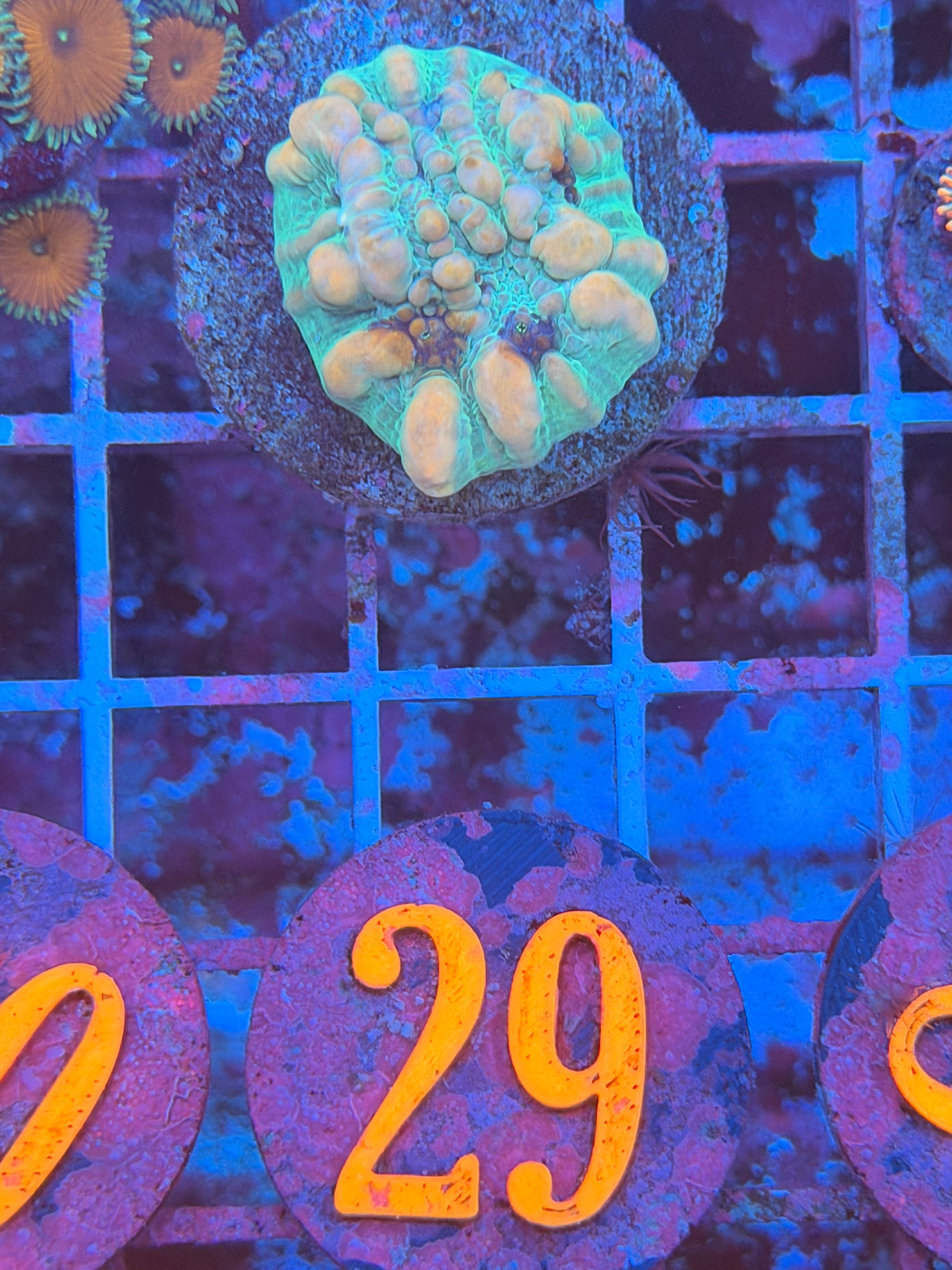 Cosmic Bounce Chalice