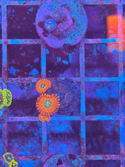 Magician Zoanthids