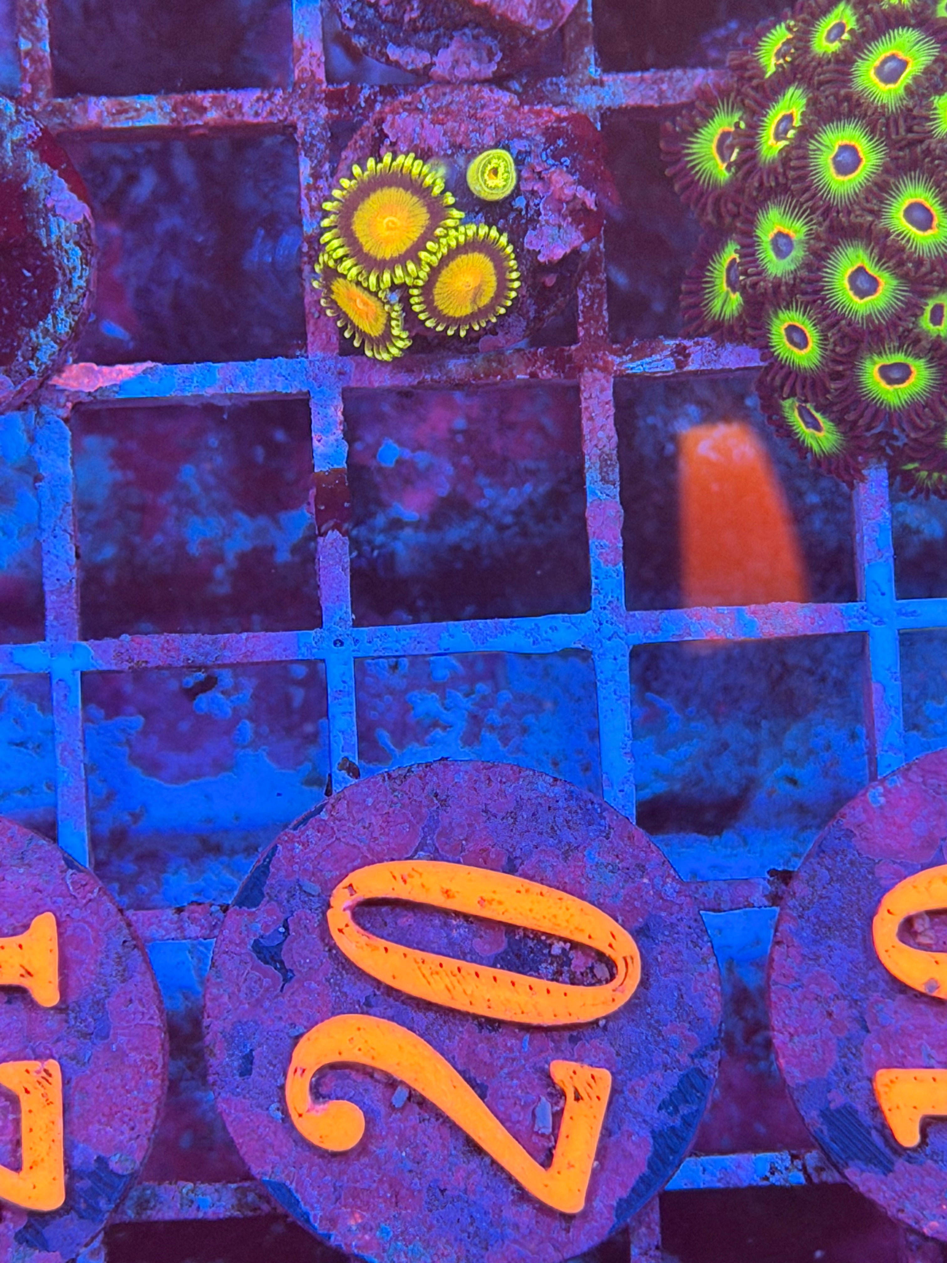 Queen Midas Zoanthids