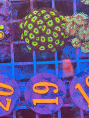 Bob Marley Zoanthids