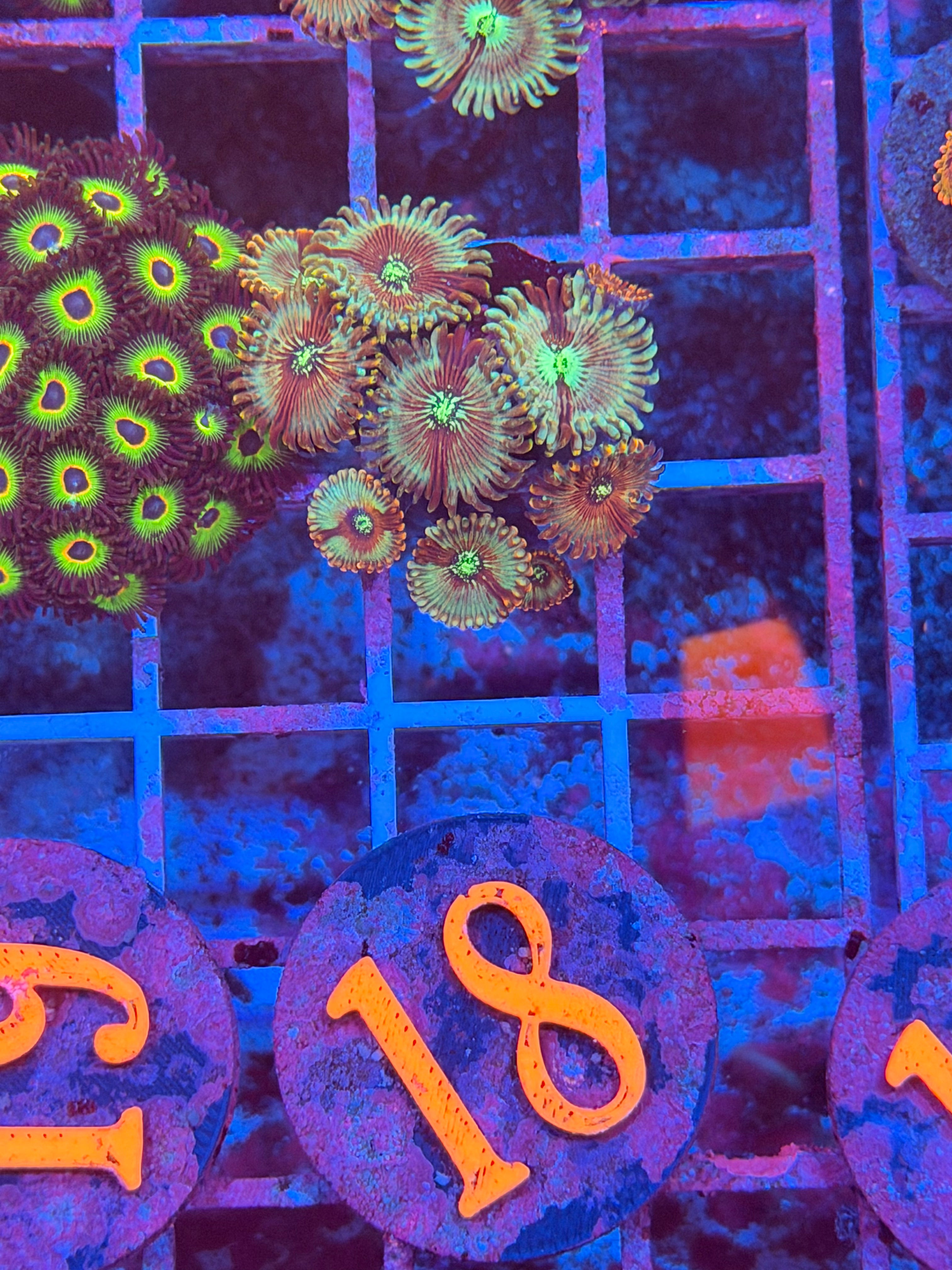 White Walkers Zoanthids