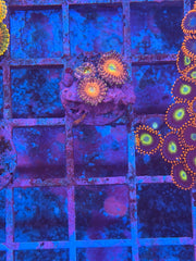 Chong Bongs Zoanthids