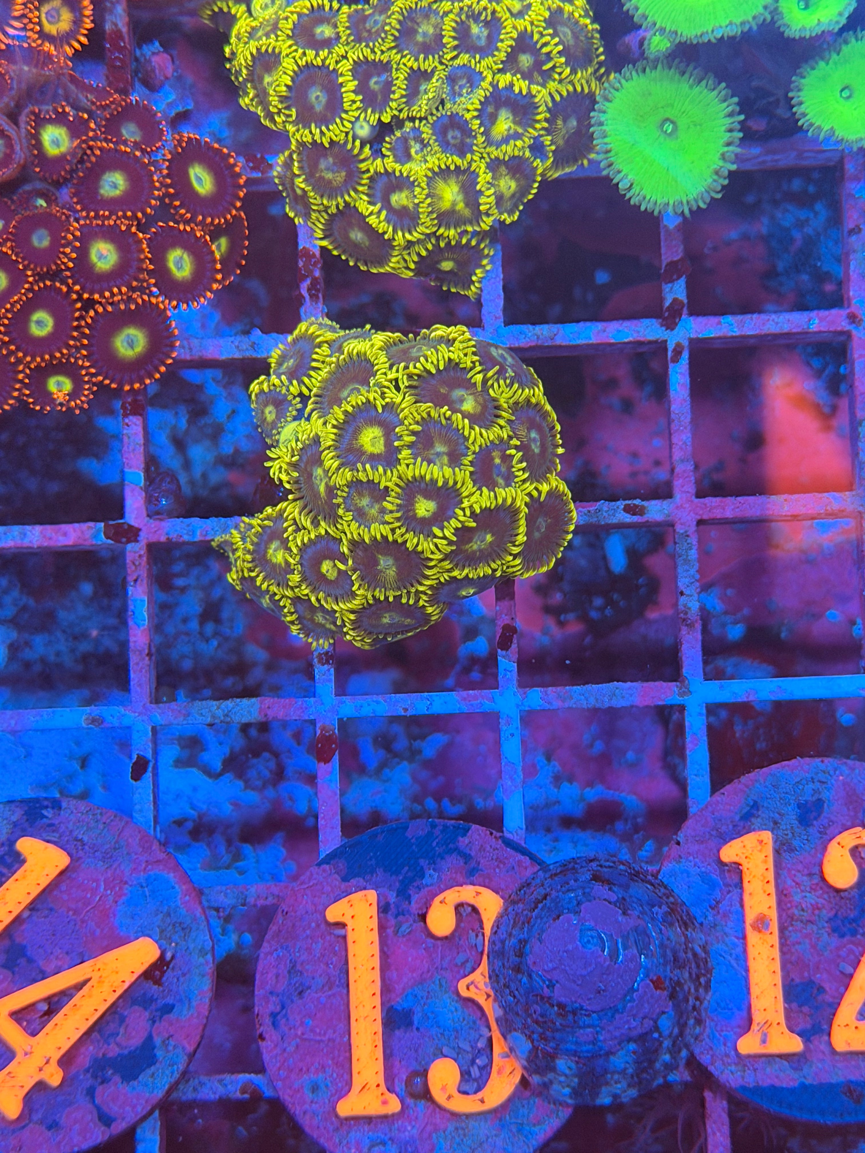 Mr.Meeseeks Zoanthid
