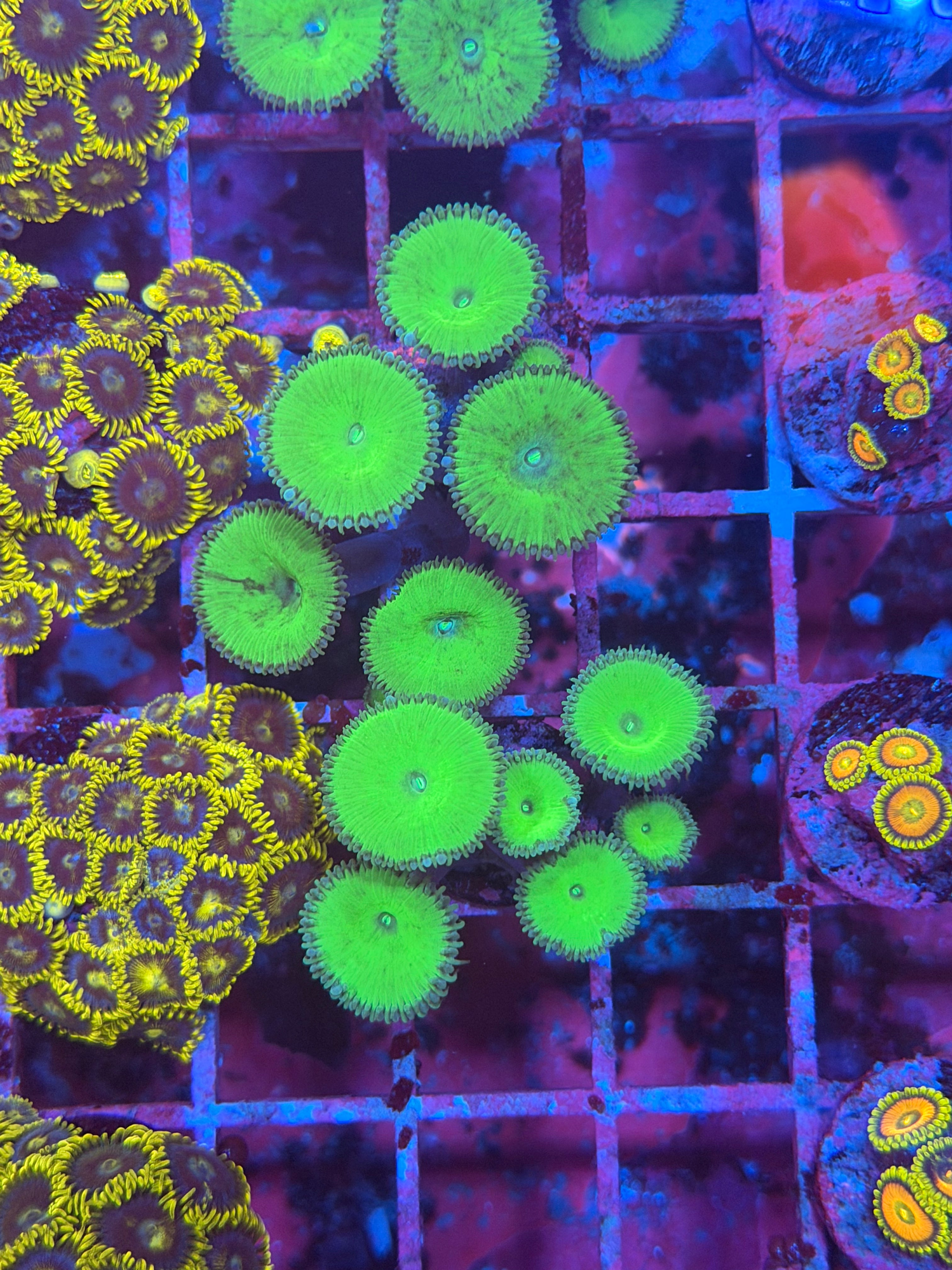 Nuclear Green