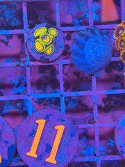 Yellow Seduction Zoanthid
