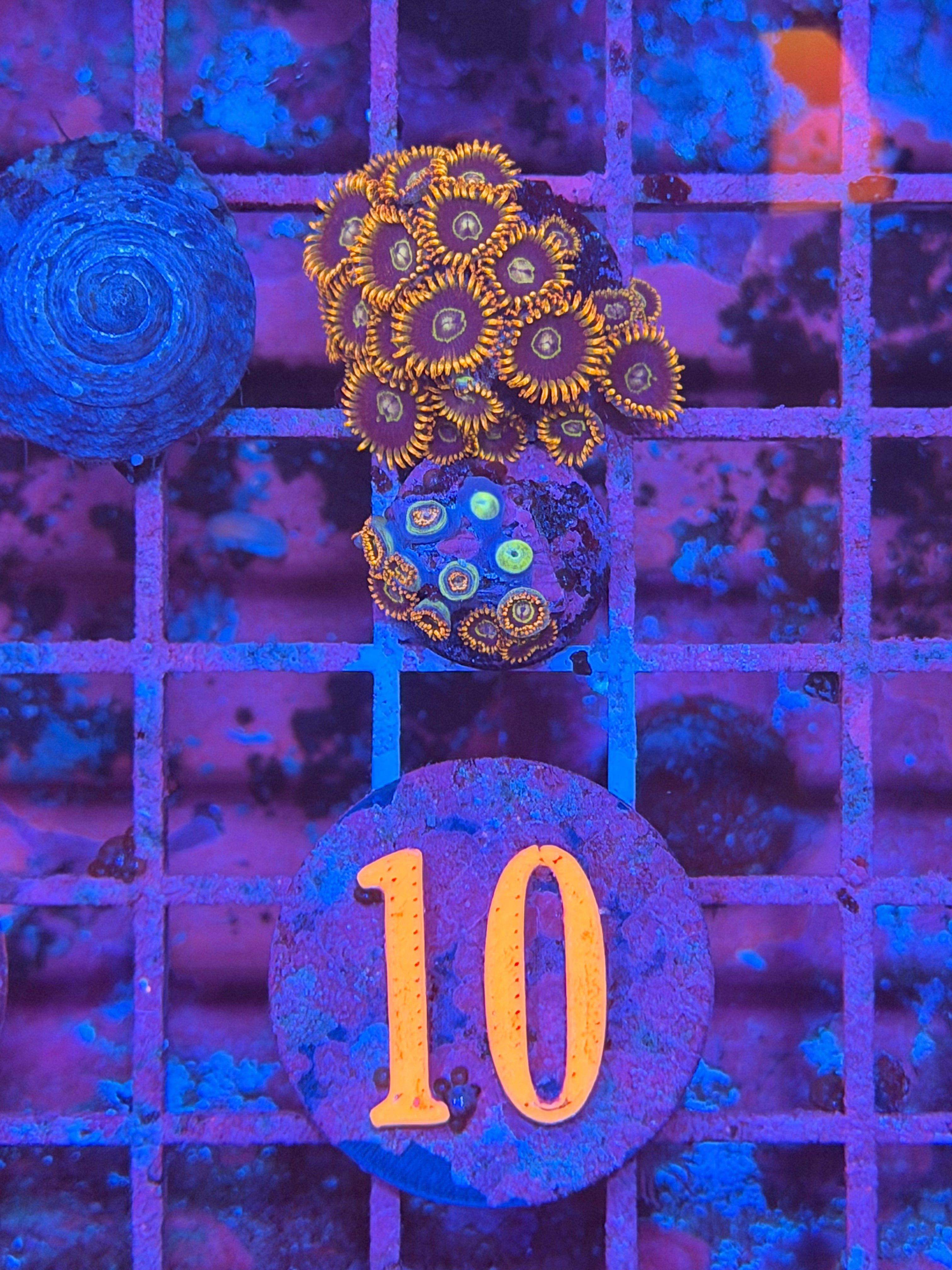 Rainbow Hornet Zoanthid