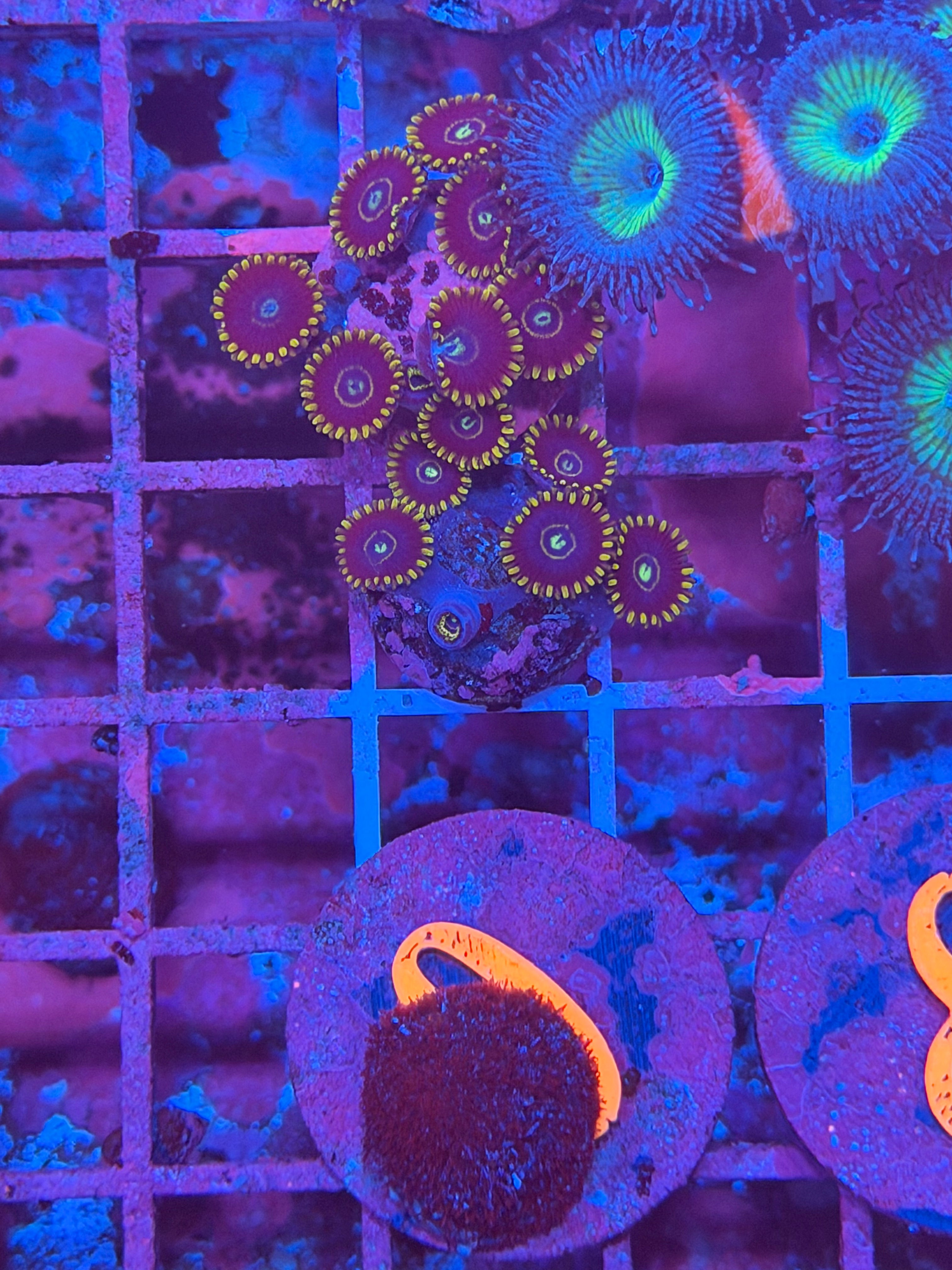 Blue Hornet Zoanthid