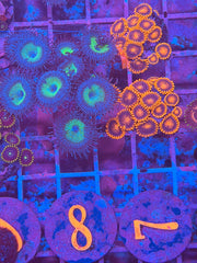 Bam Bam Zoanthid