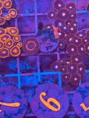 Wwc Taser Zoanthid