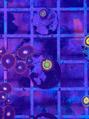 Citrus Zoanthid