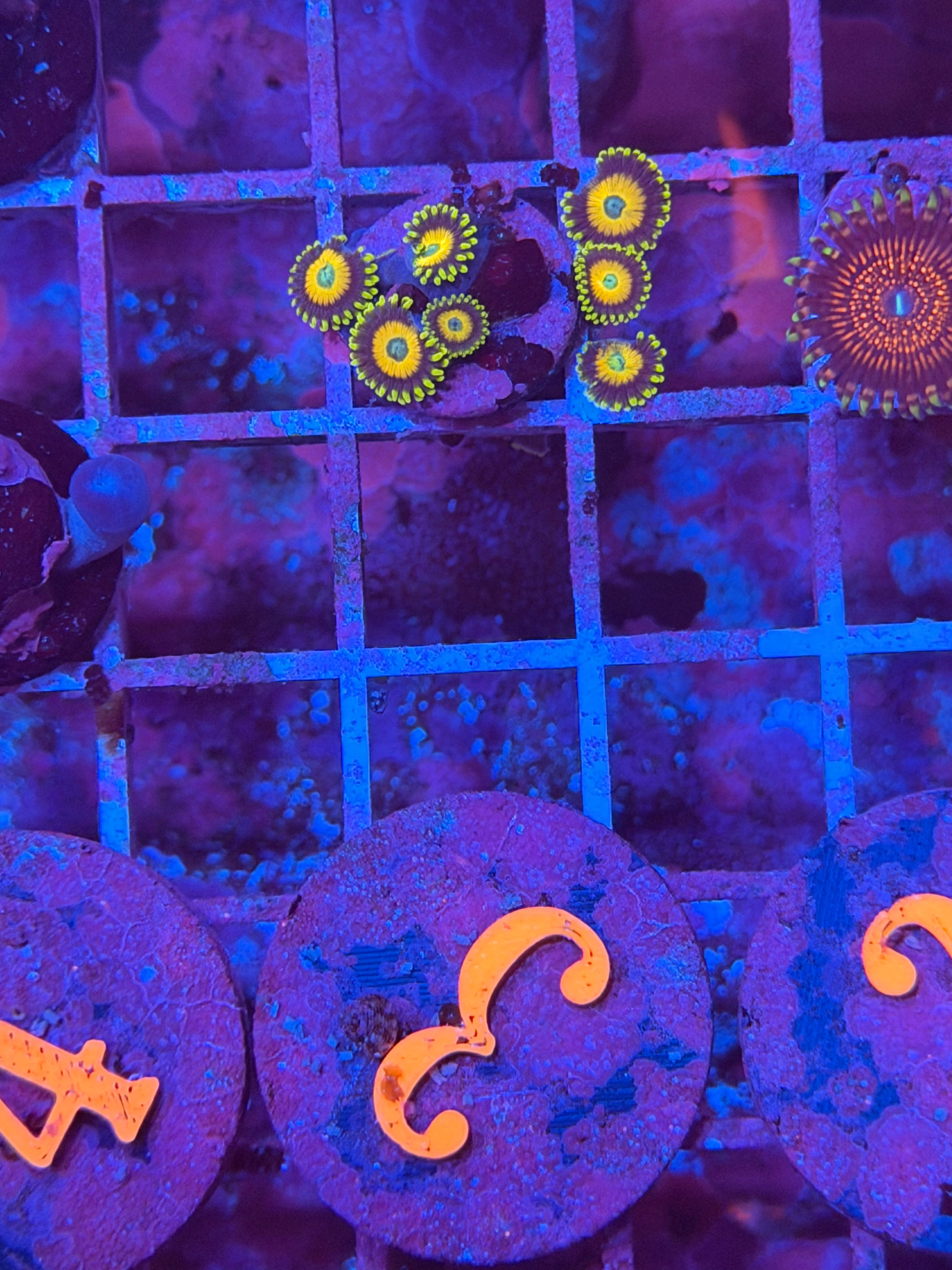 Scrambled Eggs Zoanthid