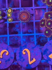 Speckled Hen Zoanthids