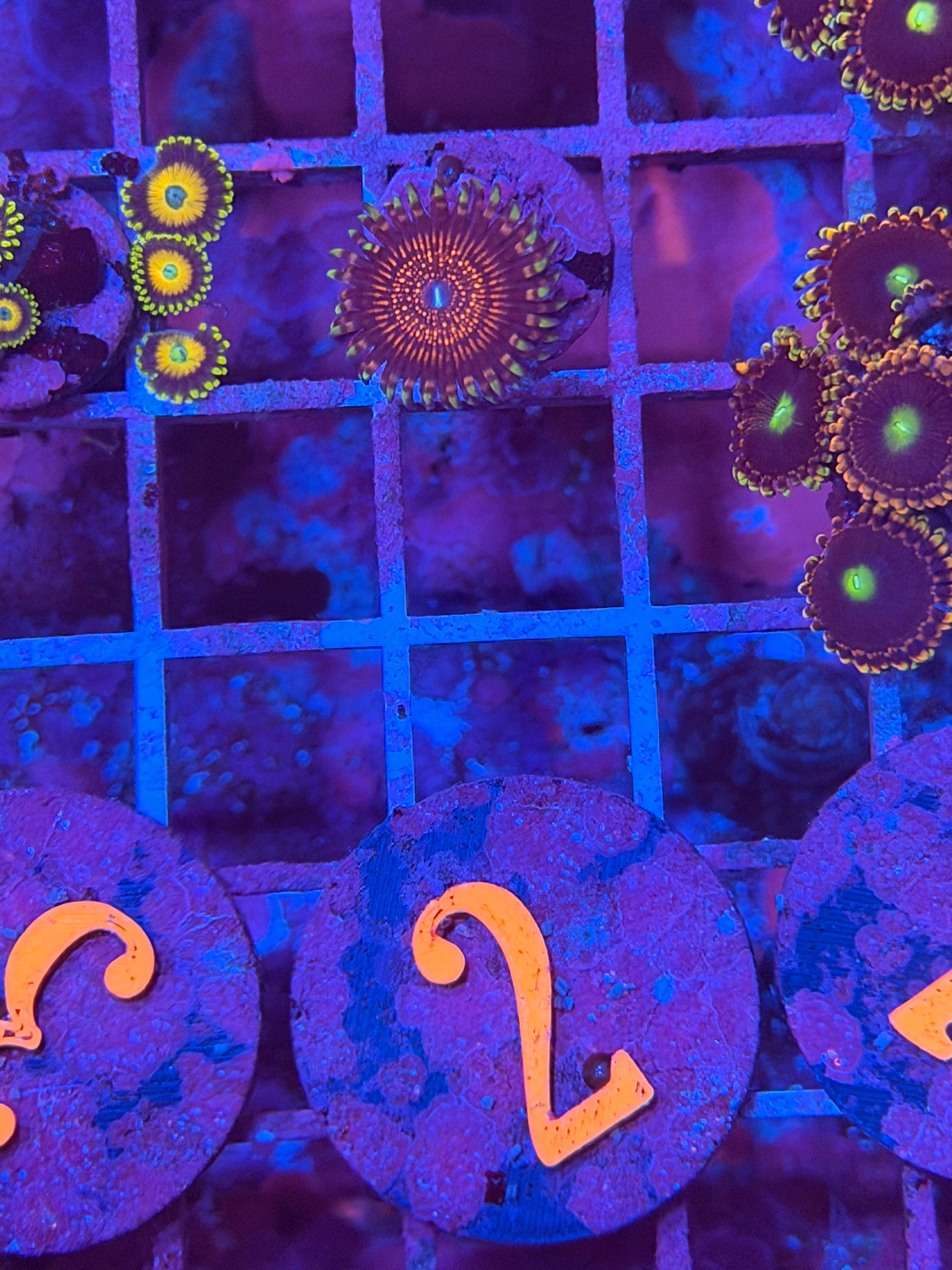 Speckled Hen Zoanthids