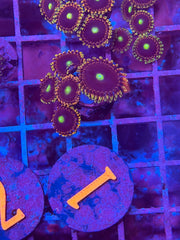 Bozo Birthday Zoanthid