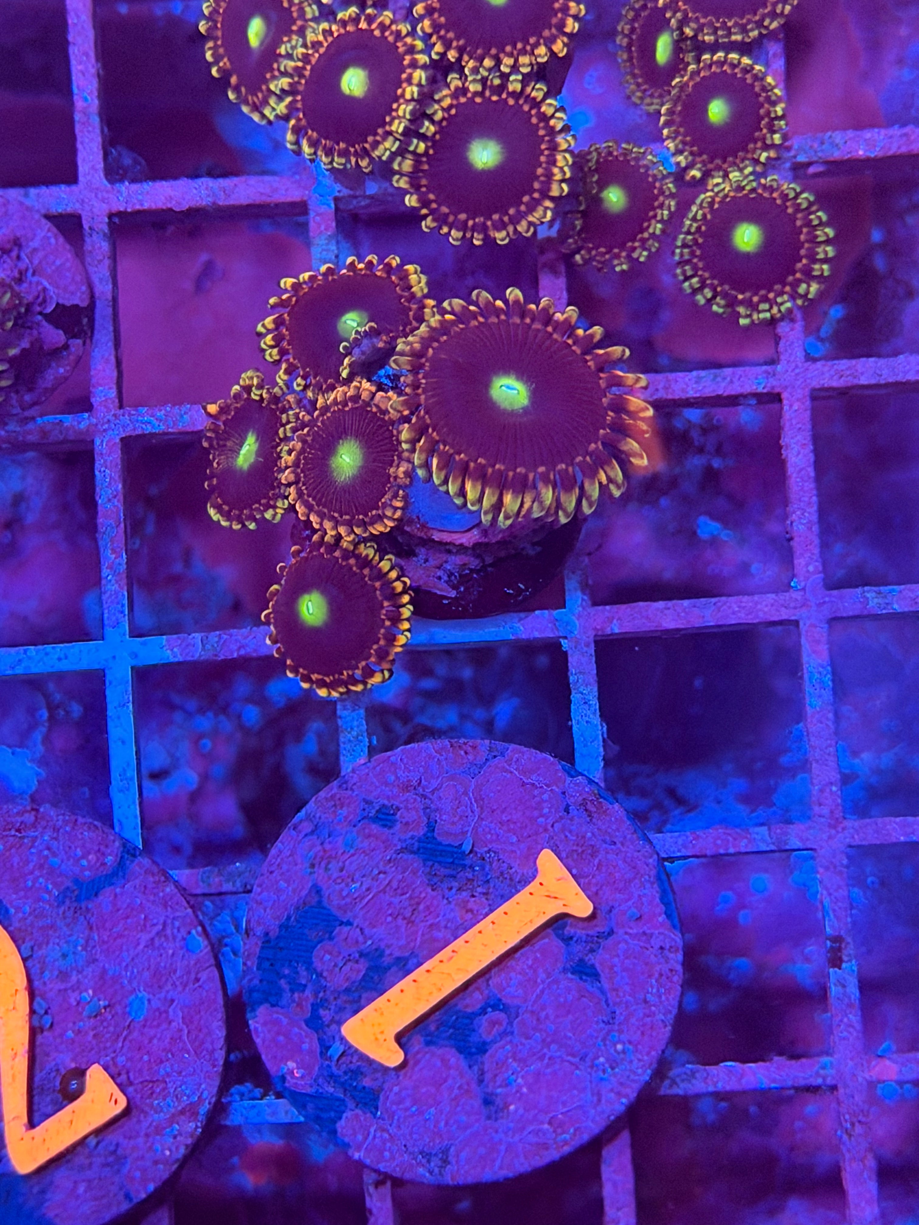 Bozo Birthday Zoanthid