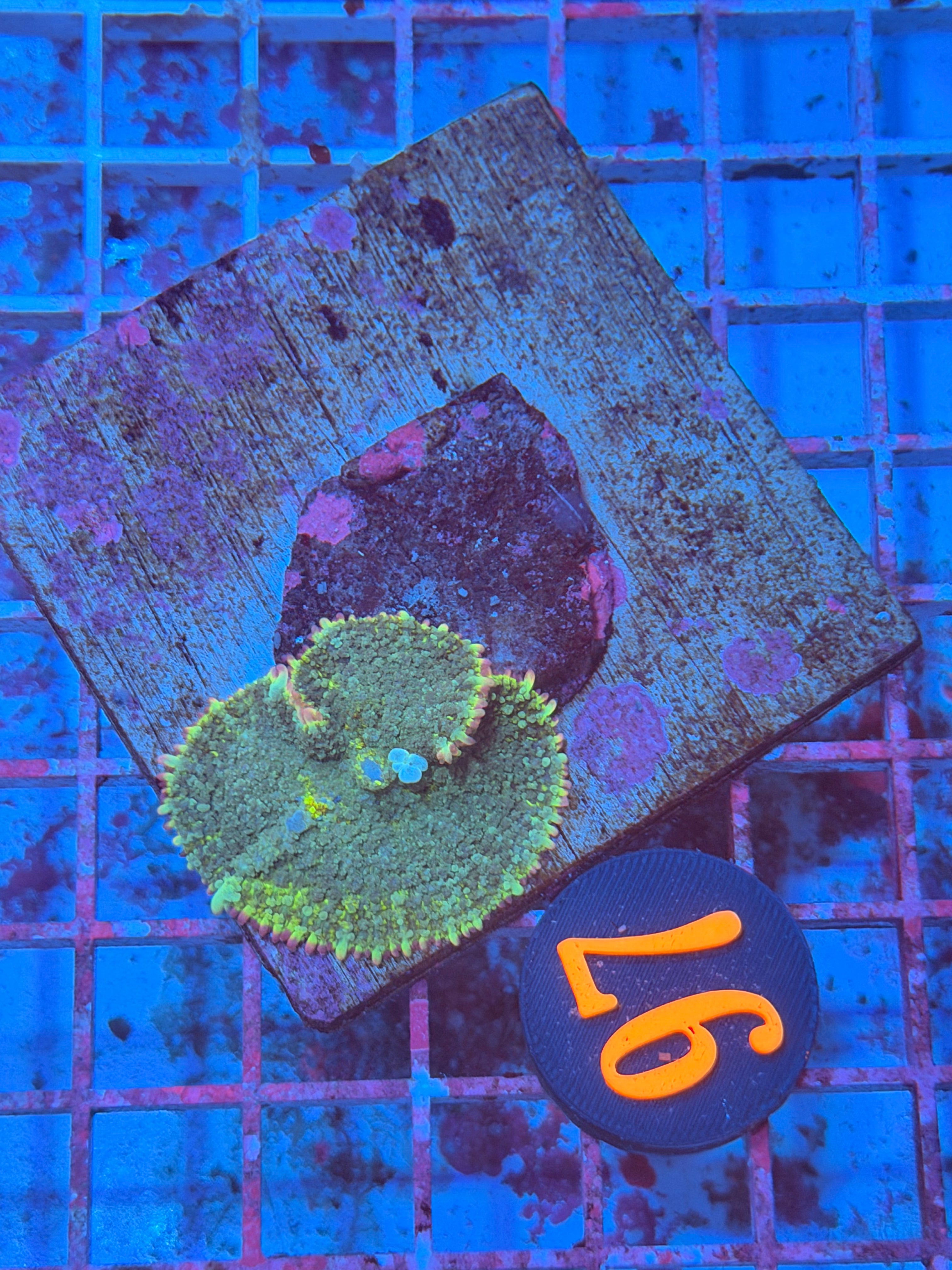 97- Green Camo Bounce Mushroom