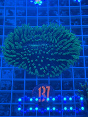 Joker Plate Coral