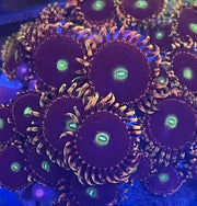 Bozo Birthday Zoanthid