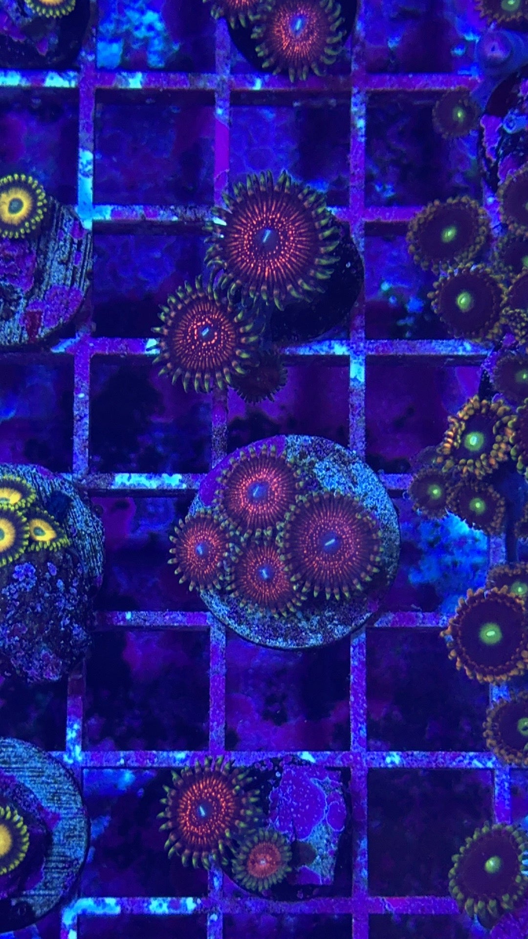 Speckled Hen Zoanthids