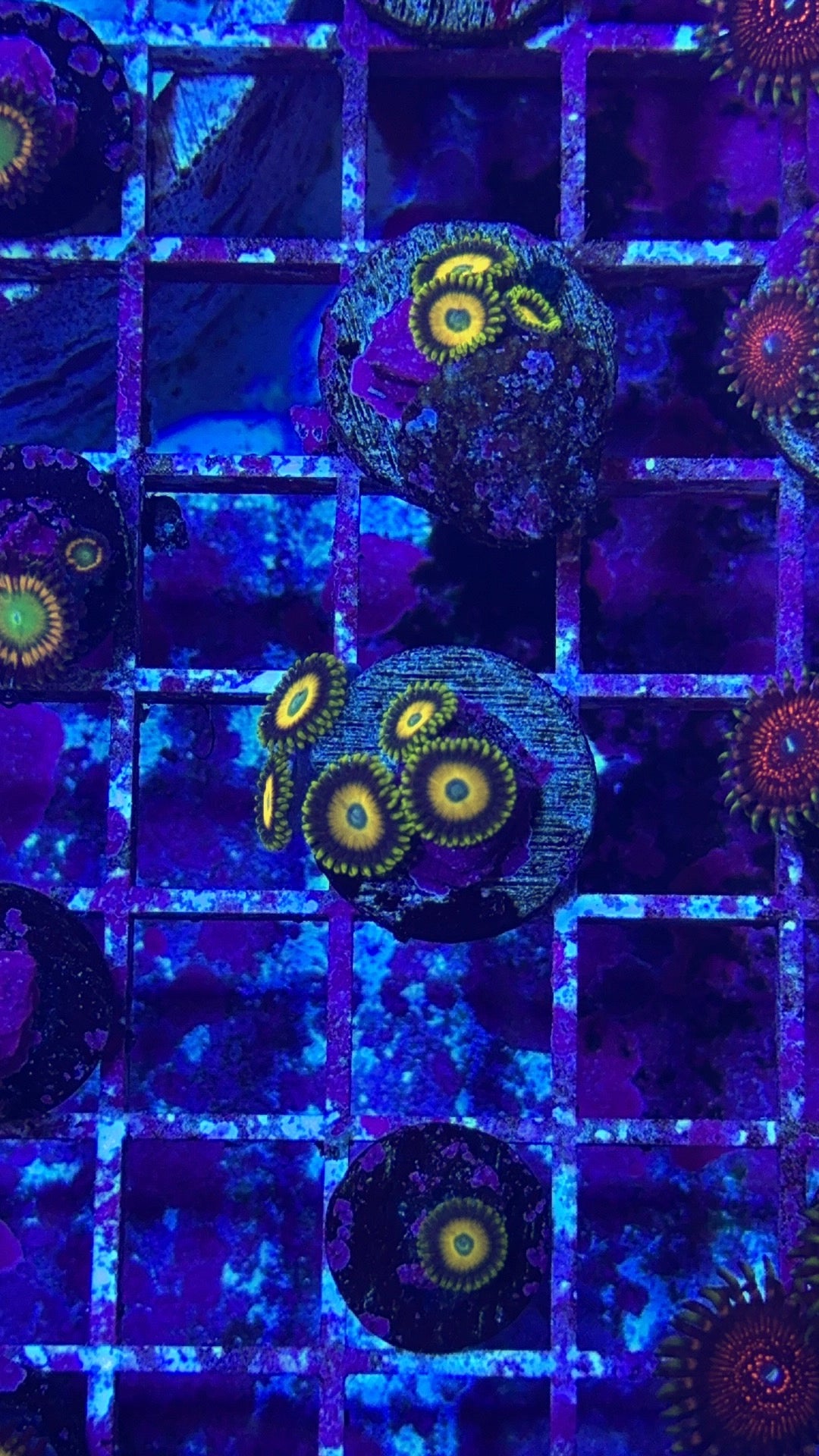 Scrambled Eggs Zoanthid