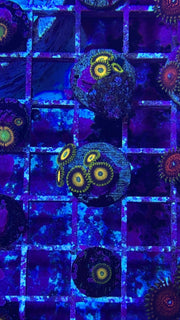 Scrambled Eggs Zoanthid