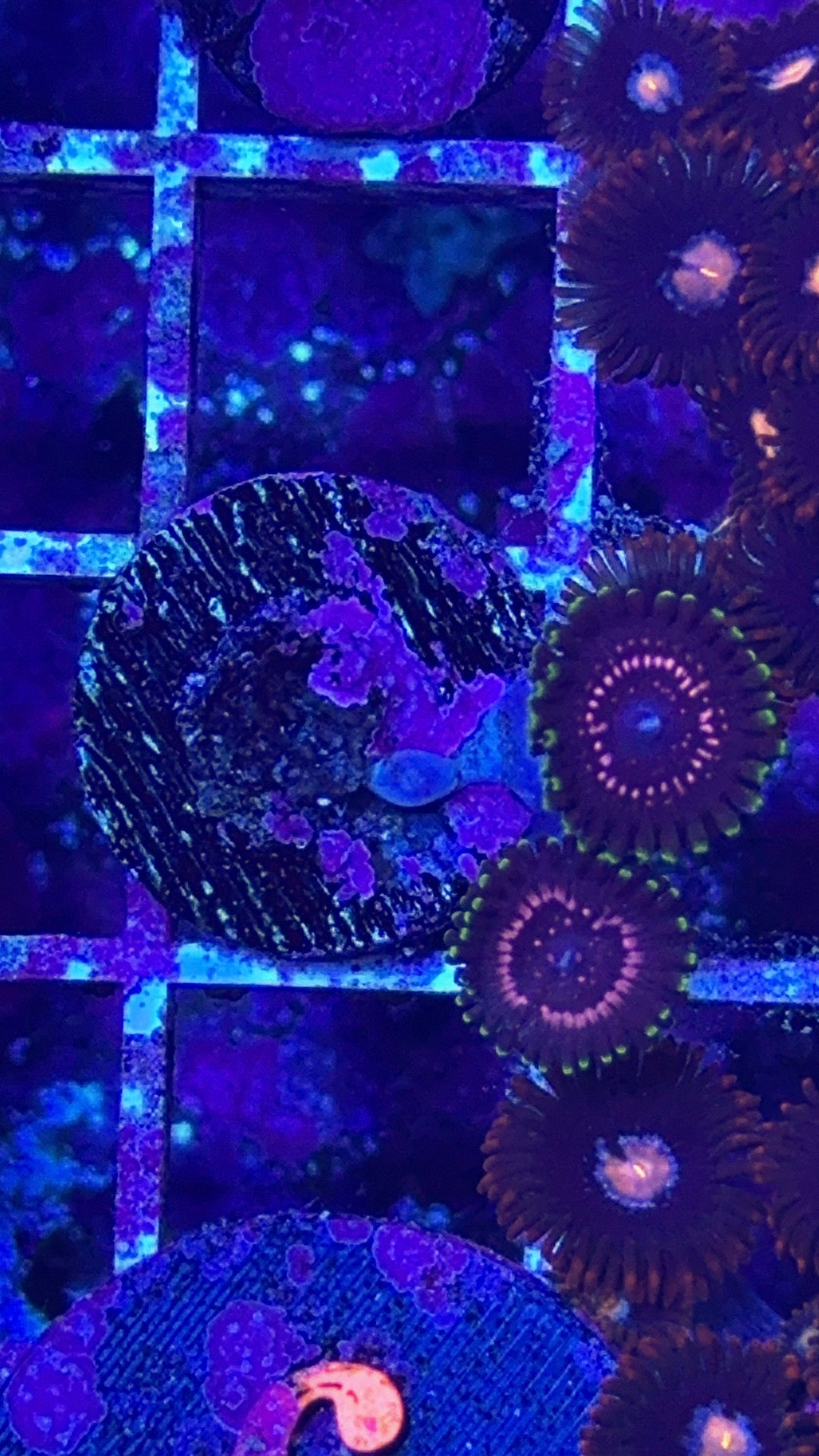 Wwc Taser Zoanthid