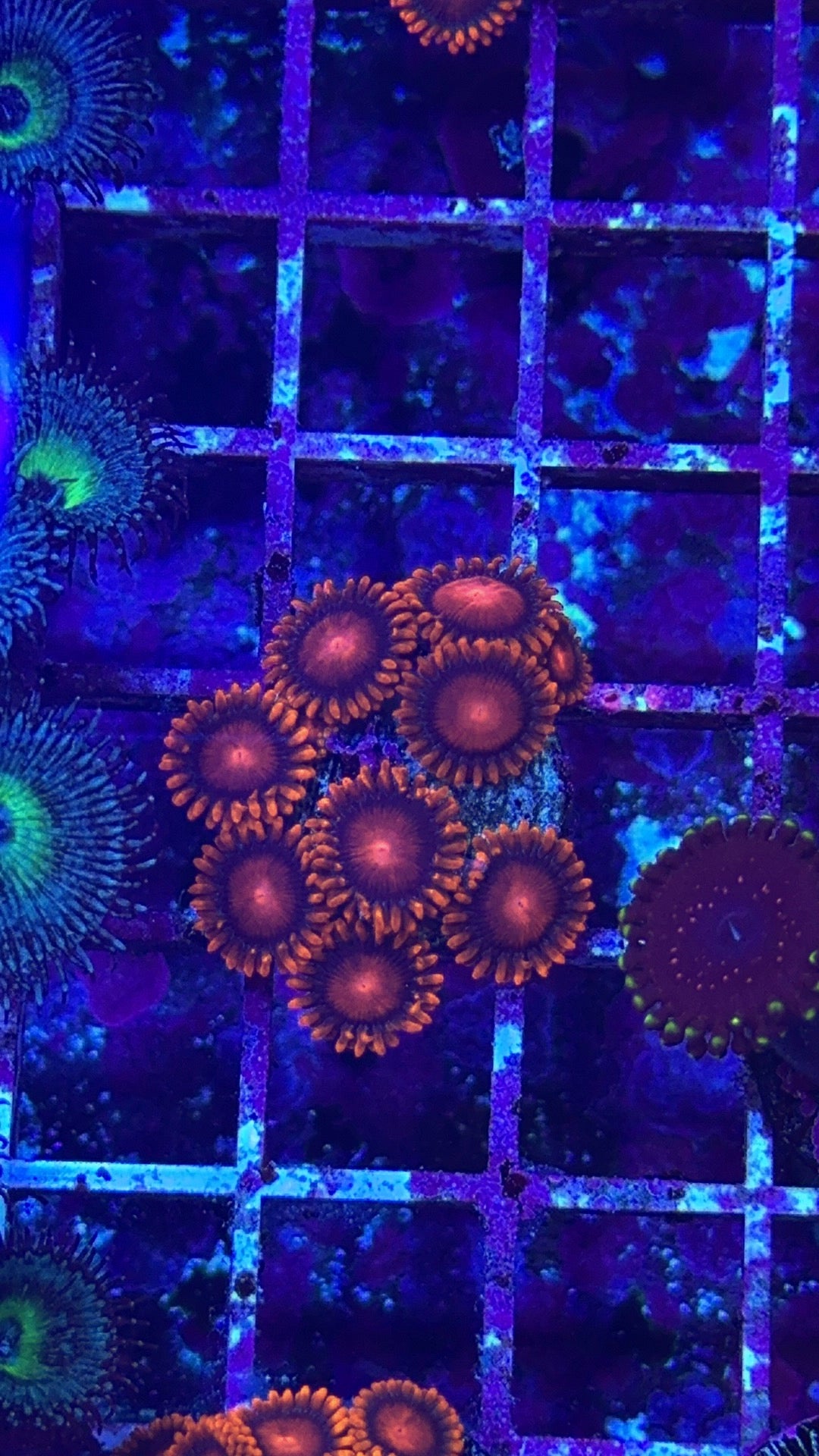 Bam Bam Zoanthid