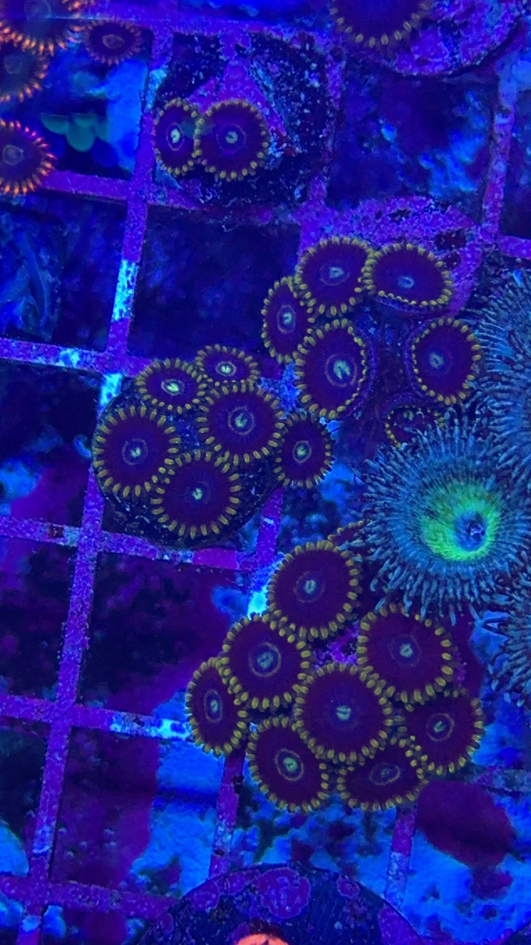 Blue Hornet Zoanthid
