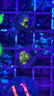 Yellow Seduction Zoanthid