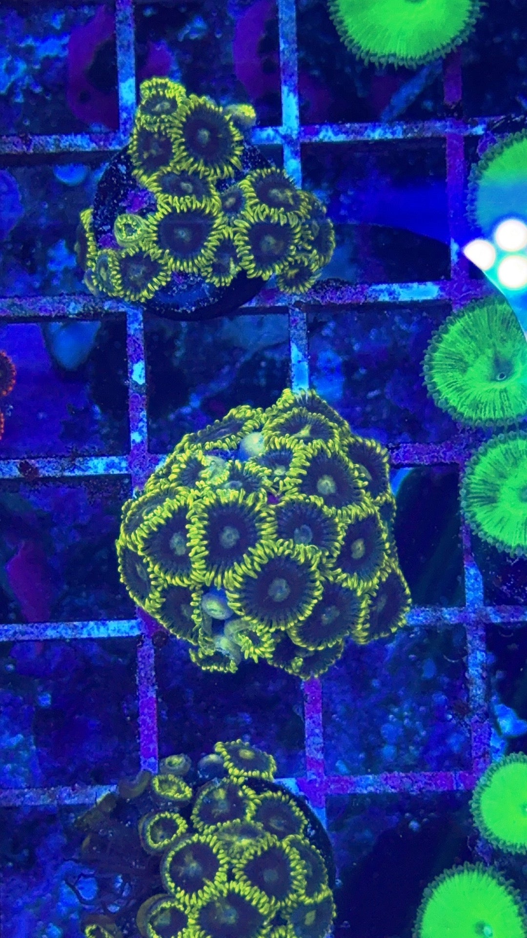 Mr.Meeseeks Zoanthid