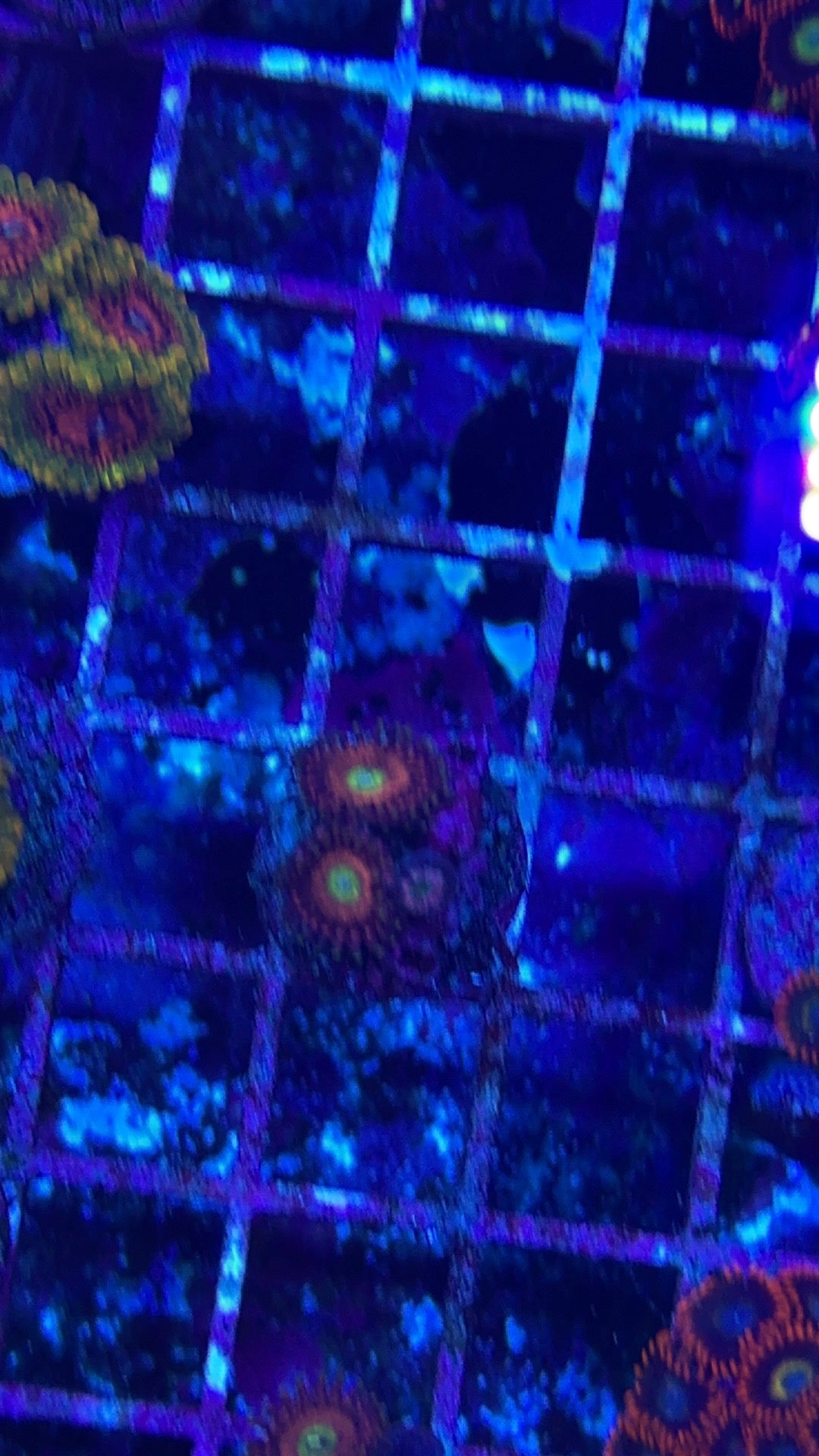 Chong Bongs Zoanthids