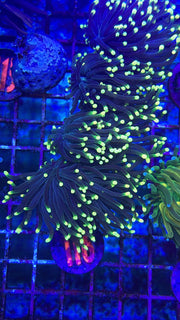 Yellow Tip Joker Torch