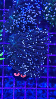 Hydros Black Panther Torch