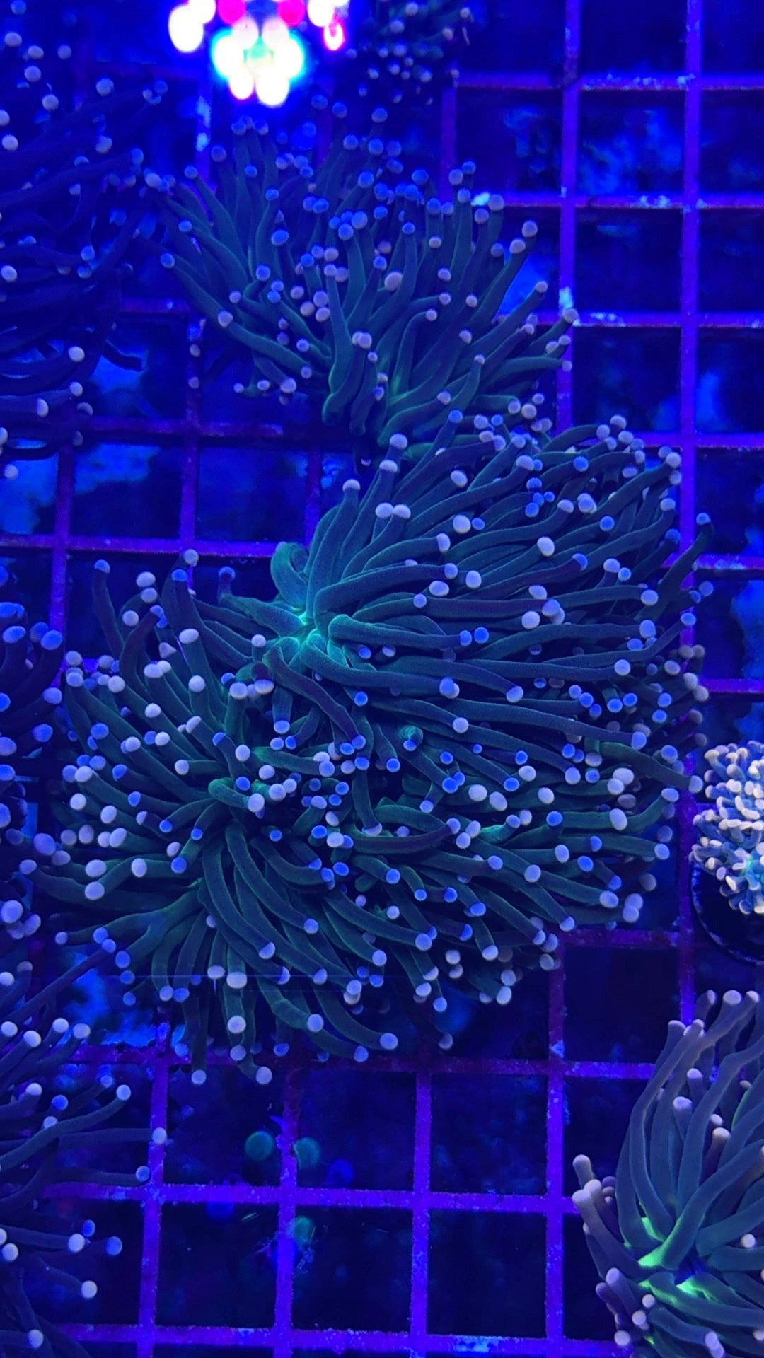 Cotton Candy Torch Variant