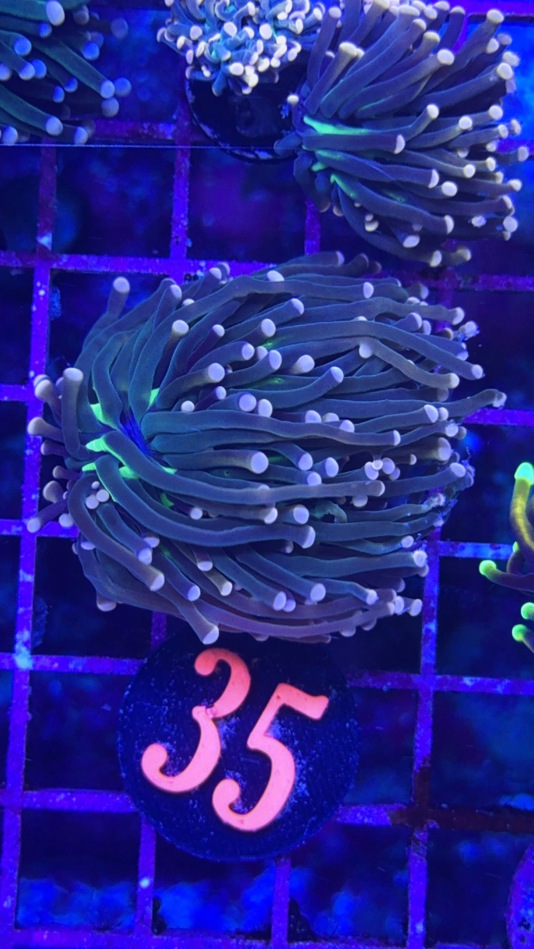 South Beach Joker Torch