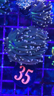 South Beach Joker Torch