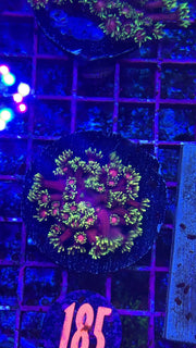 Hollywood Night Goni