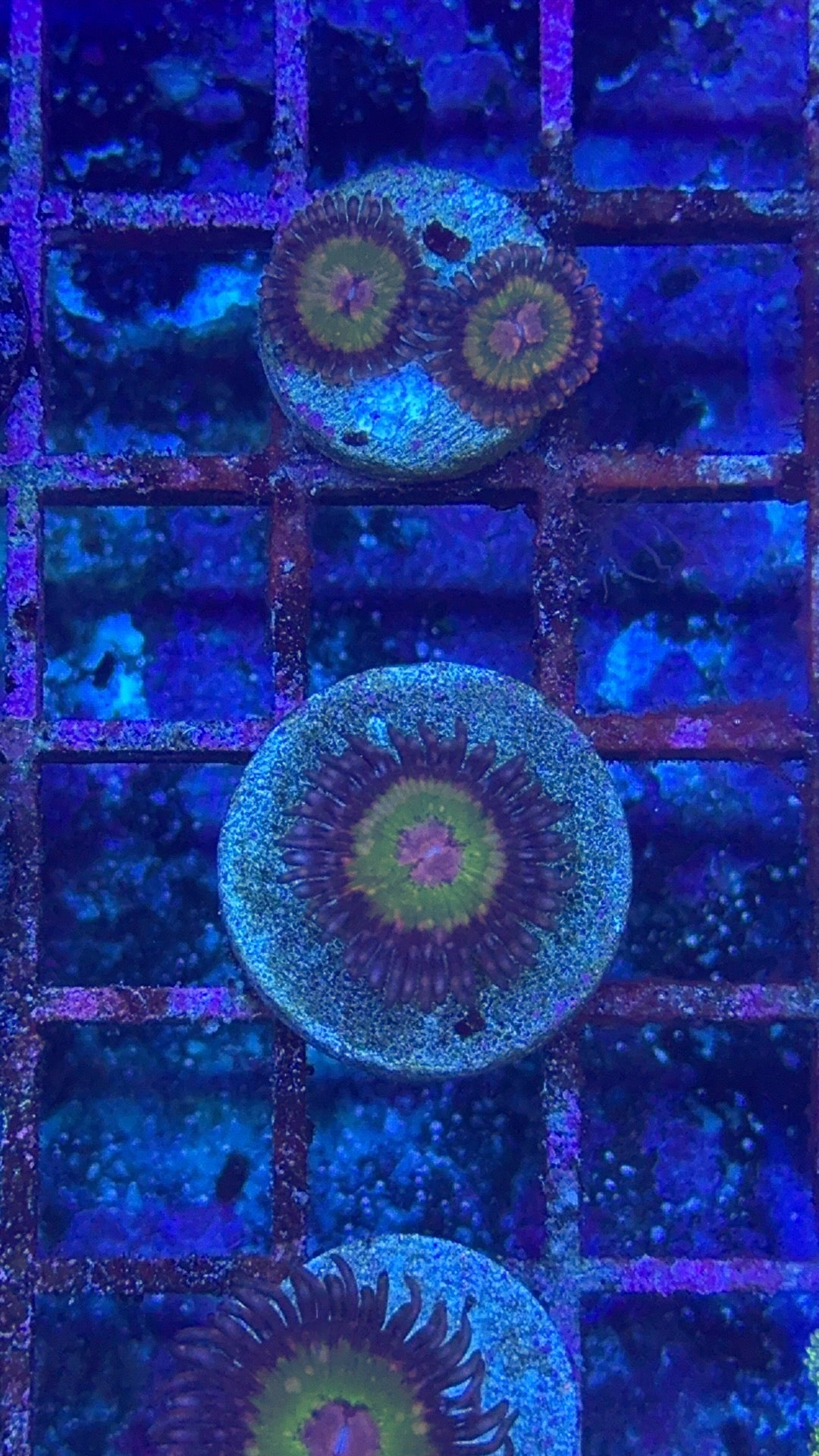 Pink krack Zoanthid