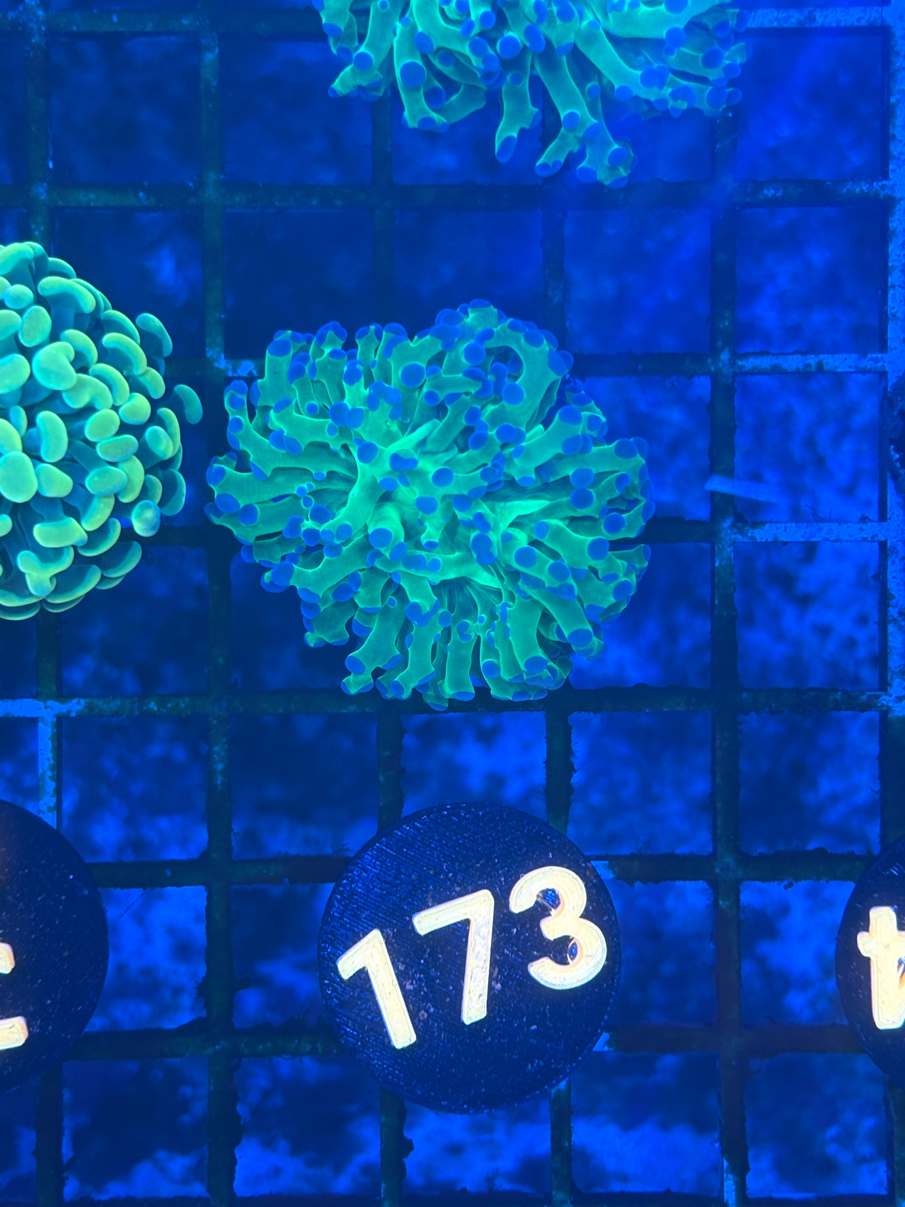 Green and Purple Frogspawn