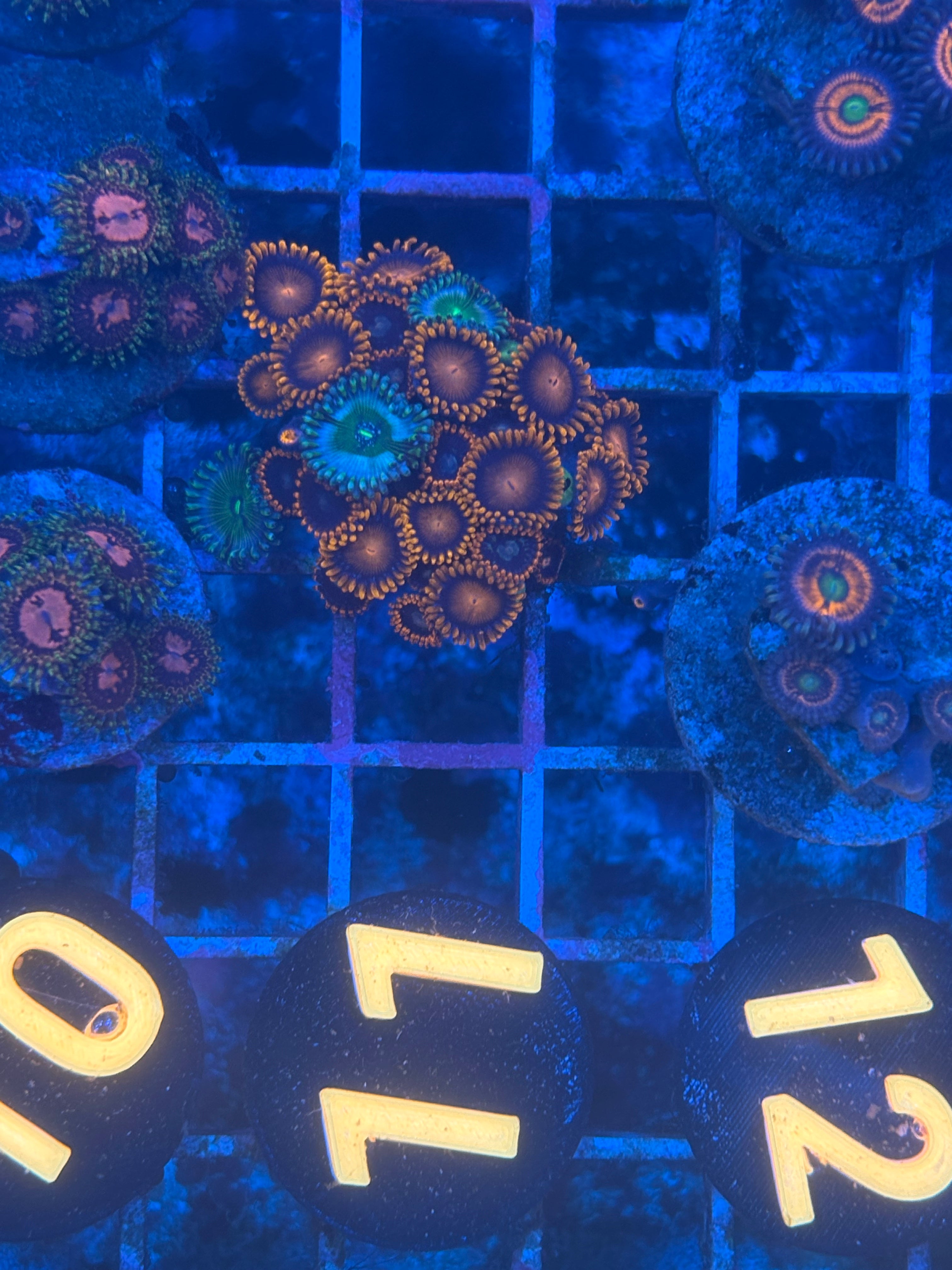 Combo Zoanthids