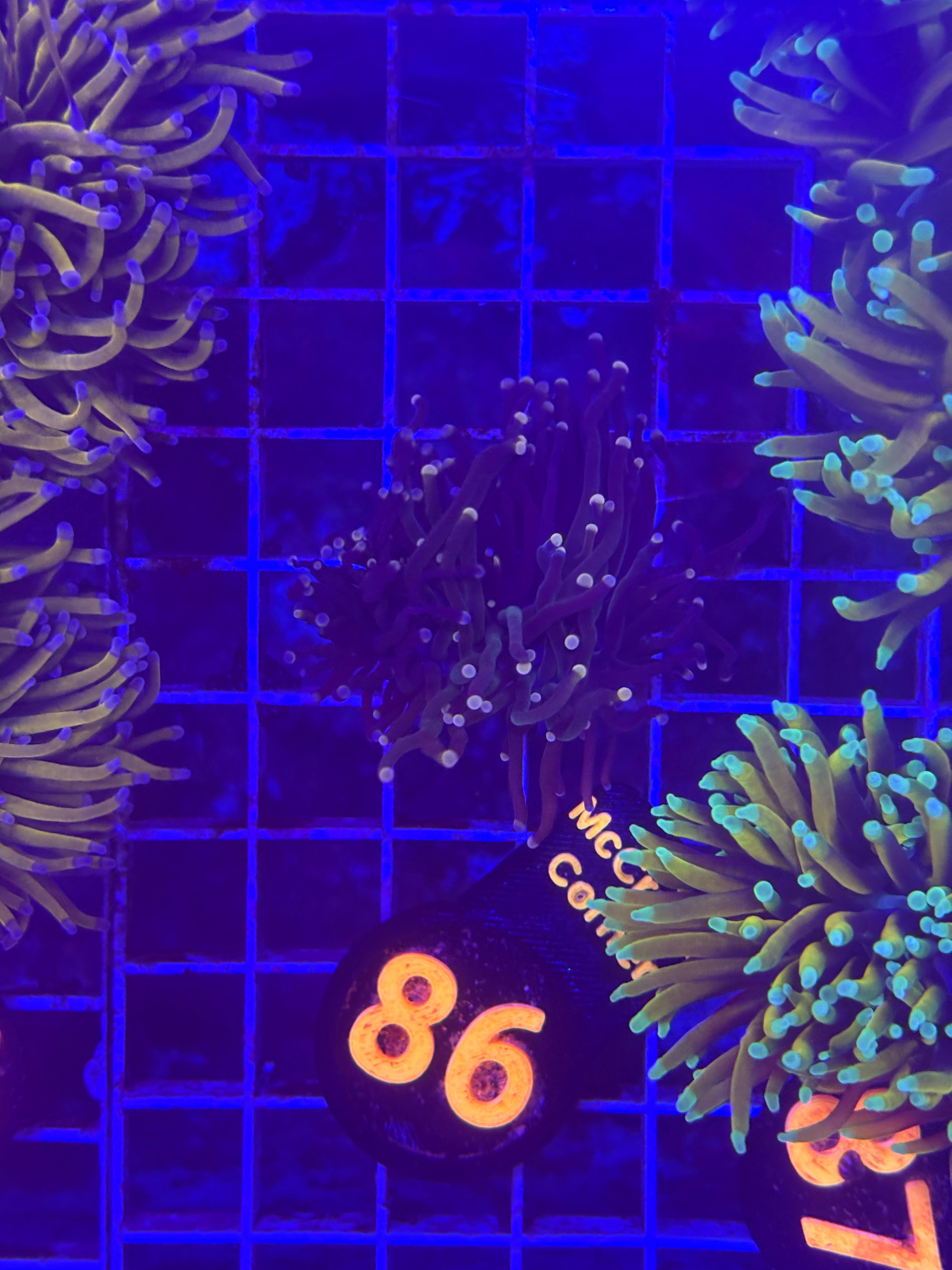 Green And Purple Grafted Torch