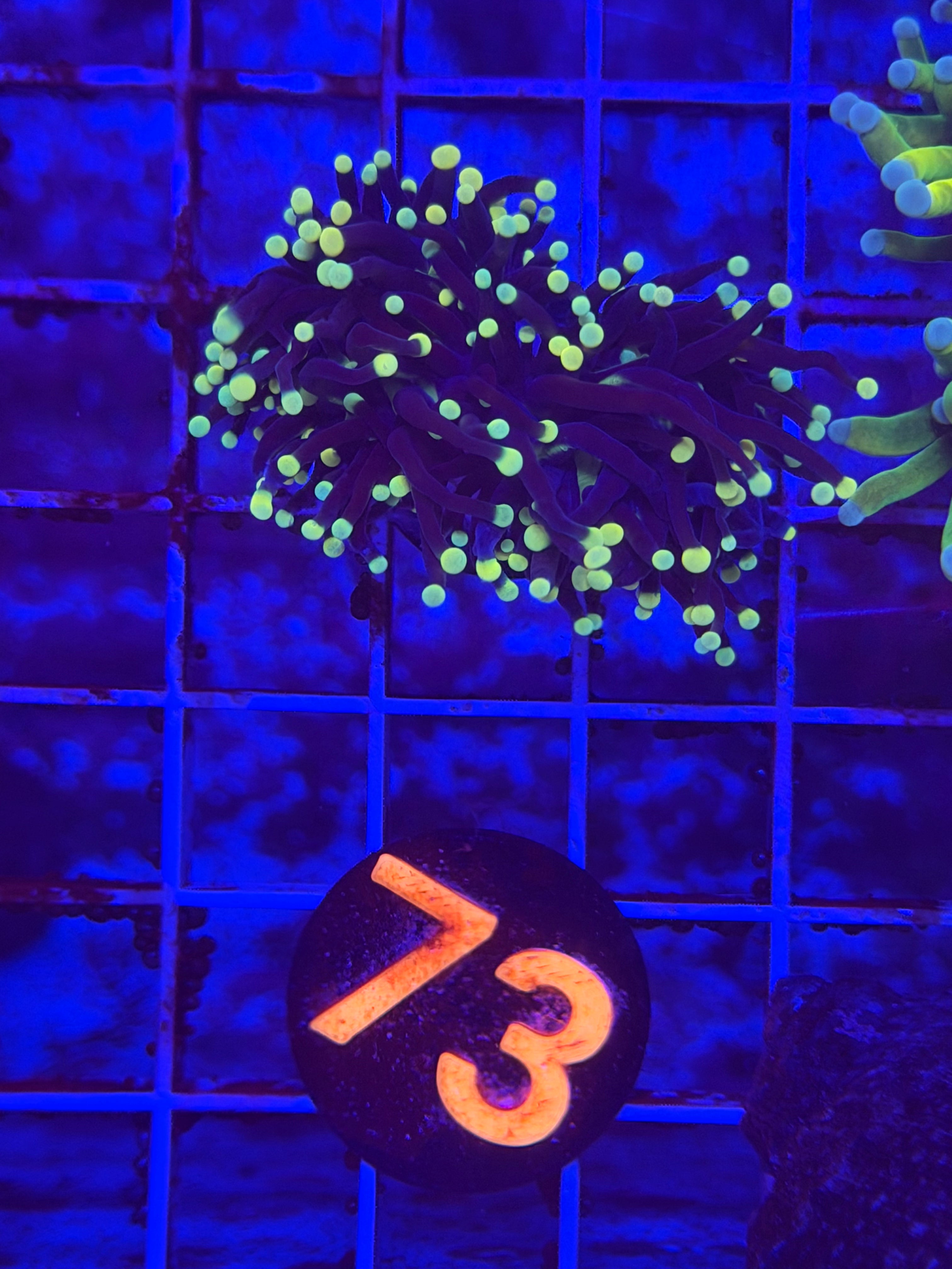 Purple / Yellow Tip Torch