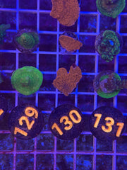 Red Montipora