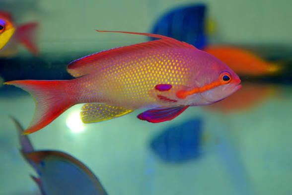 Squampini Anthias