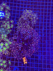 Clove Polyp Colony