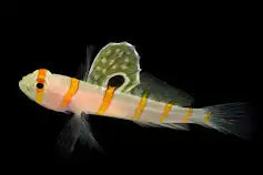 Randall’s Goby