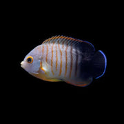Ebeli Angelfish