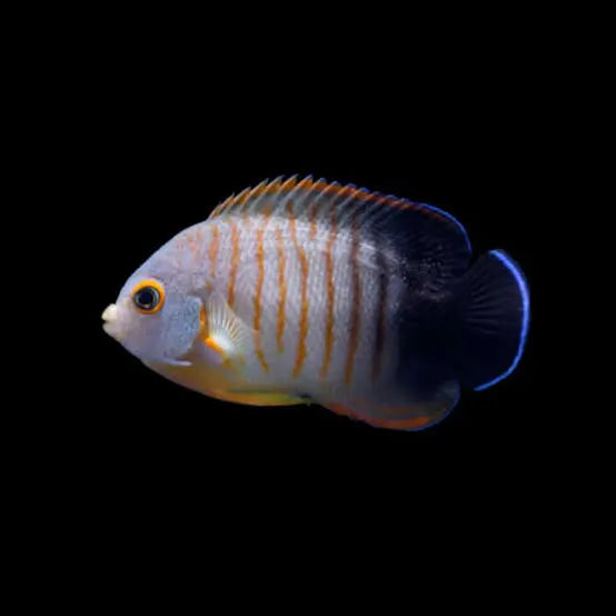Ebeli Angelfish